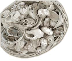 shells